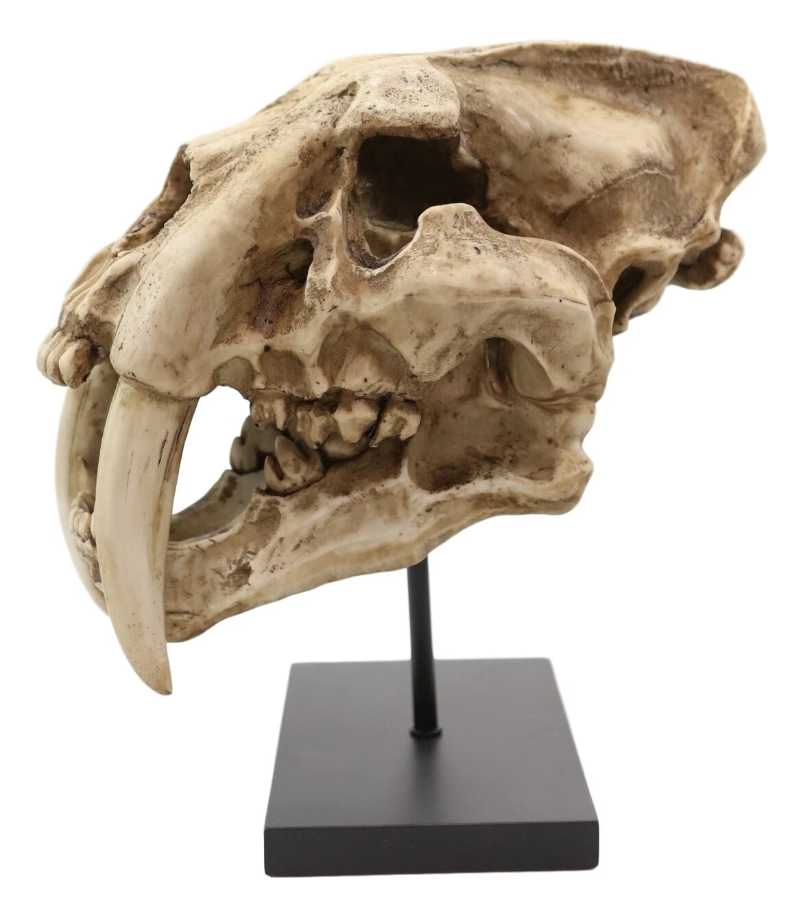 Sabertooth Tiger Cat Fossil Skull Skeleton Replica Statue With Museum Pole Mount-2