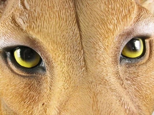 Sarabi Large Lioness Head Wall Decor Plaque 16"Tall Taxidermy Art Decor Figurine-4
