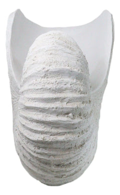 18.5"L White Nautical Marine Ocean Giant Nautilus Sea Shell Decorative Sculpture-3