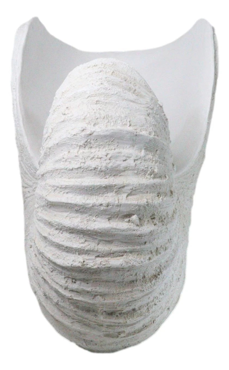 18.5"L White Nautical Marine Ocean Giant Nautilus Sea Shell Decorative Sculpture-3