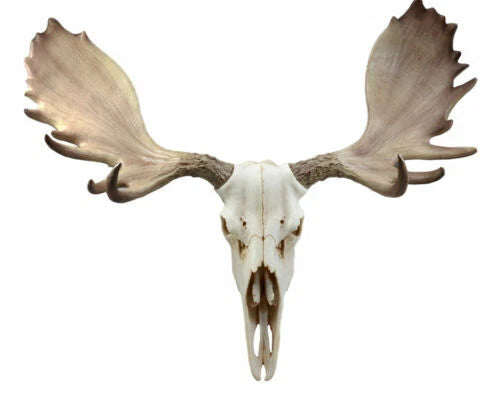 Czar North American Bull Moose Skull Wall Decor 22"Wide Wall Mount Plaque Art-3
