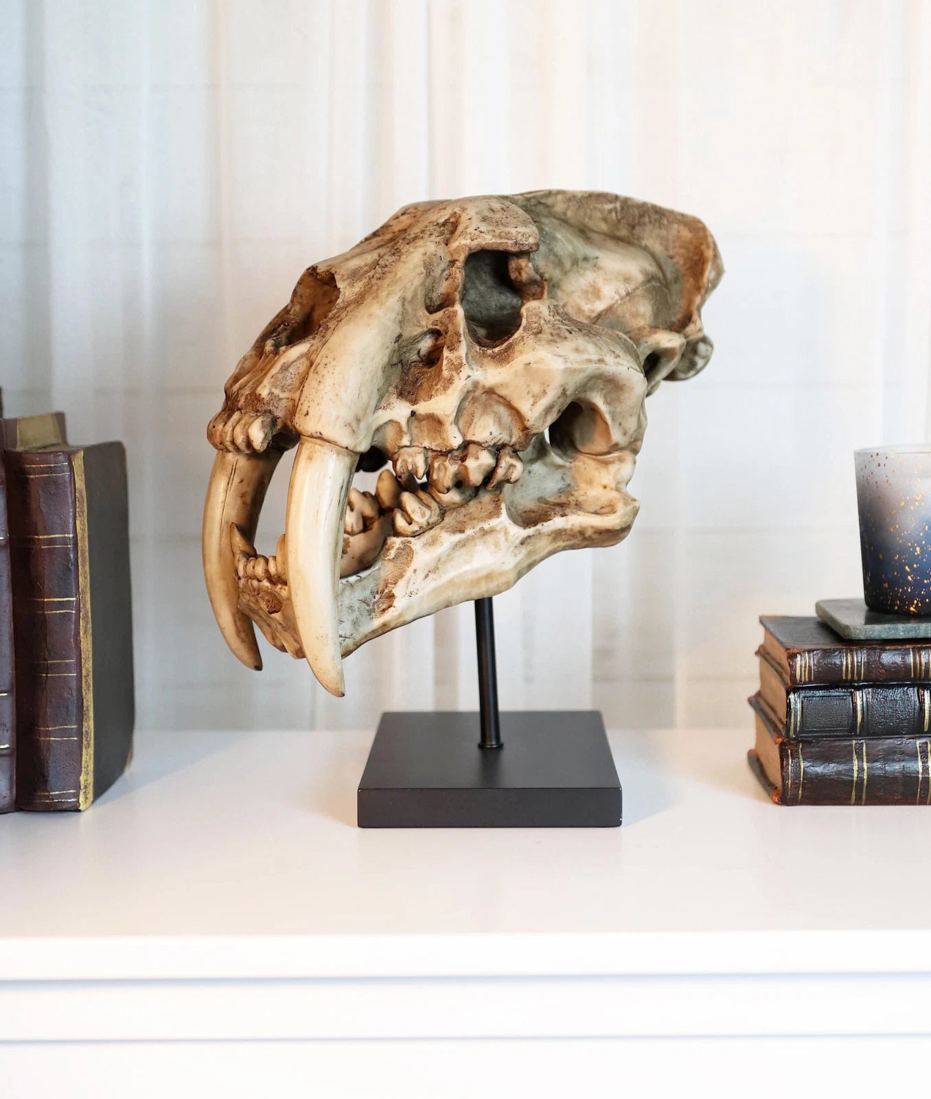 Sabertooth Tiger Cat Fossil Skull Skeleton Replica Statue With Museum Pole Mount-1