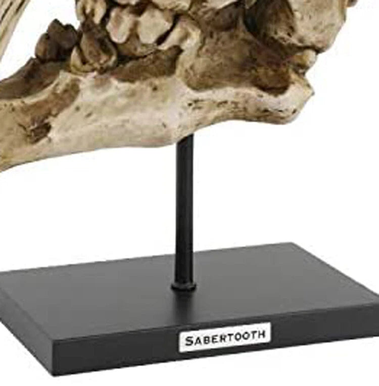 Sabertooth Tiger Cat Fossil Skull Skeleton Replica Statue With Museum Pole Mount-5
