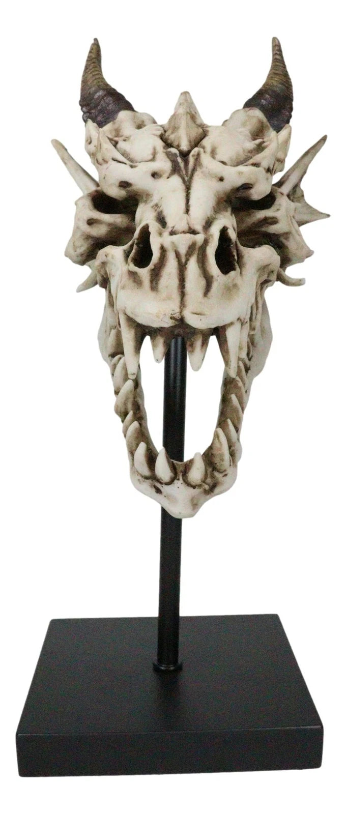 Figura de exhibición de cráneo de dragón de hueso de Terra feroz en soporte de museo, 30 cm-3