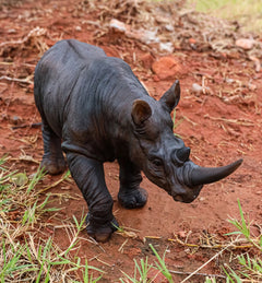 African Safari Grasslands Rhinoceros Horned Beast Decorative Figurine 11" Long-2