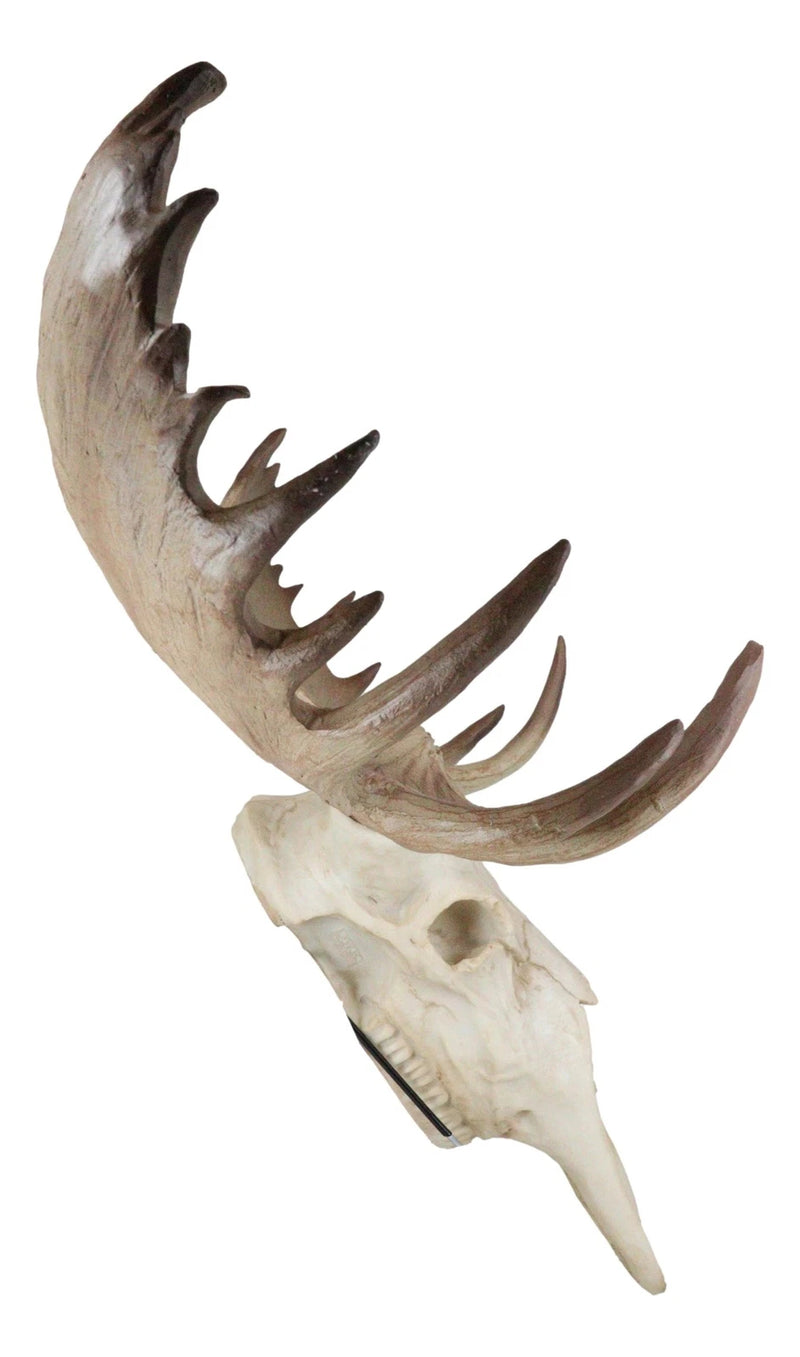 Czar North American Bull Moose Skull Wall Decor 22"Wide Wall Mount Plaque Art-4