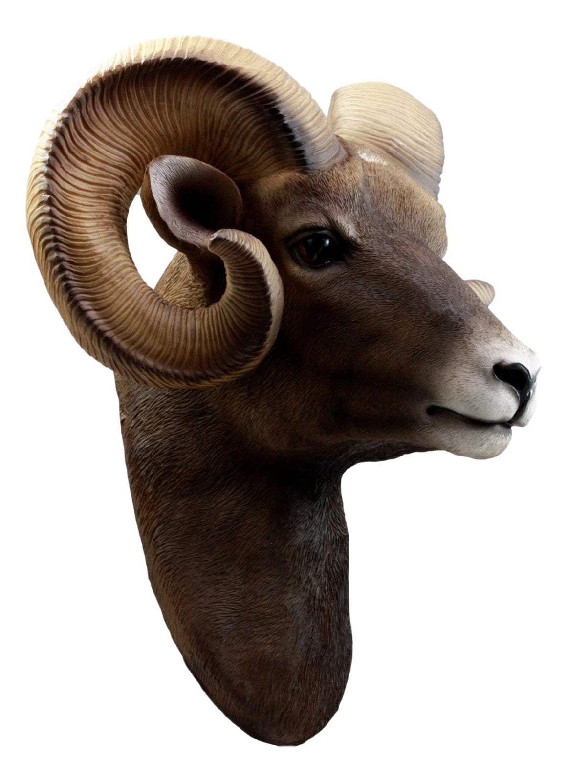 Rocky Mountains Bighorn Ram Trophy Taxidermy Wall Decor Sculpture Hanging Plaque-2