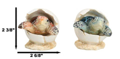 Pack Of 2 Marine Blue And Brown Sea Turtle Hatchlings In Egg Shells Figurines-7