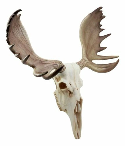 Czar North American Bull Moose Skull Wall Decor 22"Wide Wall Mount Plaque Art-6