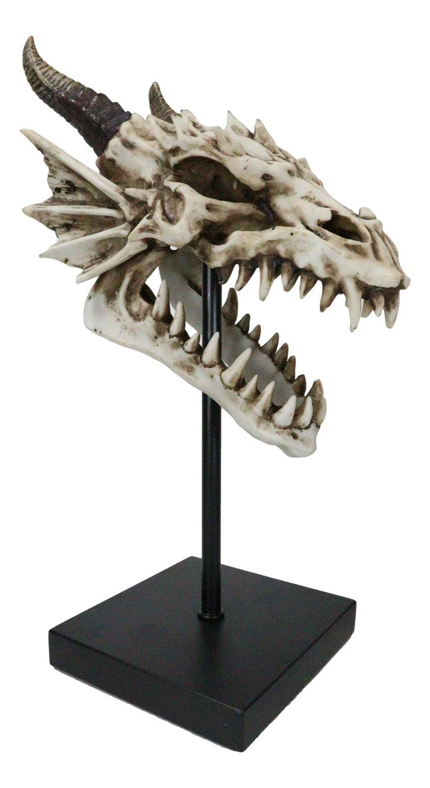 Figura de exhibición de cráneo de dragón de hueso de Terra feroz en soporte de museo, 30 cm-5