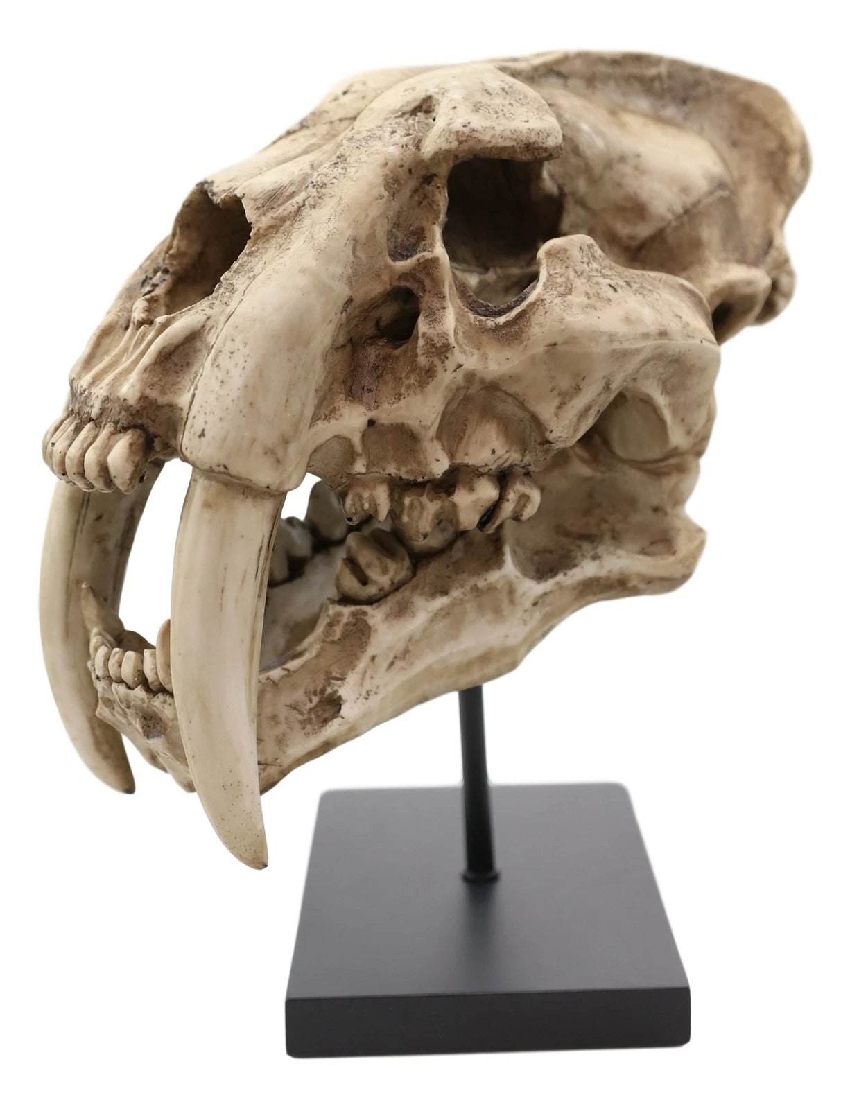 Sabertooth Tiger Cat Fossil Skull Skeleton Replica Statue With Museum Pole Mount-3