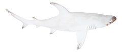 Nautical Ocean Marine Great White Shark Swimming Antiqued White Figurine 19.5"L-2