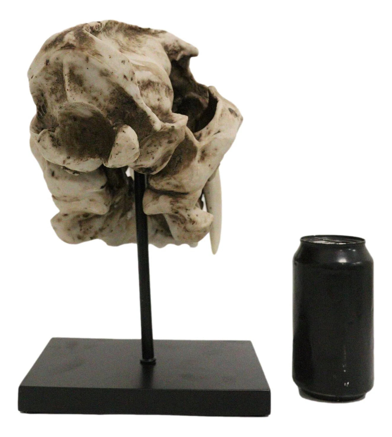 Sabertooth Tiger Cat Fossil Skull Skeleton Replica Statue With Museum Pole Mount-6