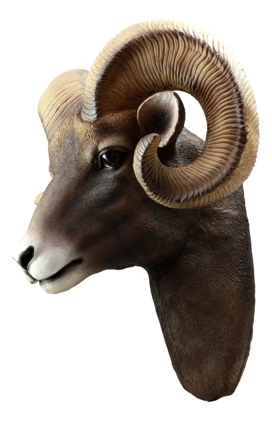 Rocky Mountains Bighorn Ram Trophy Taxidermy Wall Decor Sculpture Hanging Plaque-3