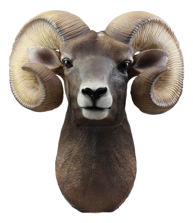 Rocky Mountains Bighorn Ram Trophy Taxidermy Wall Decor Sculpture Hanging Plaque-4