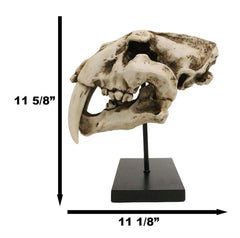 Sabertooth Tiger Cat Fossil Skull Skeleton Replica Statue With Museum Pole Mount-8