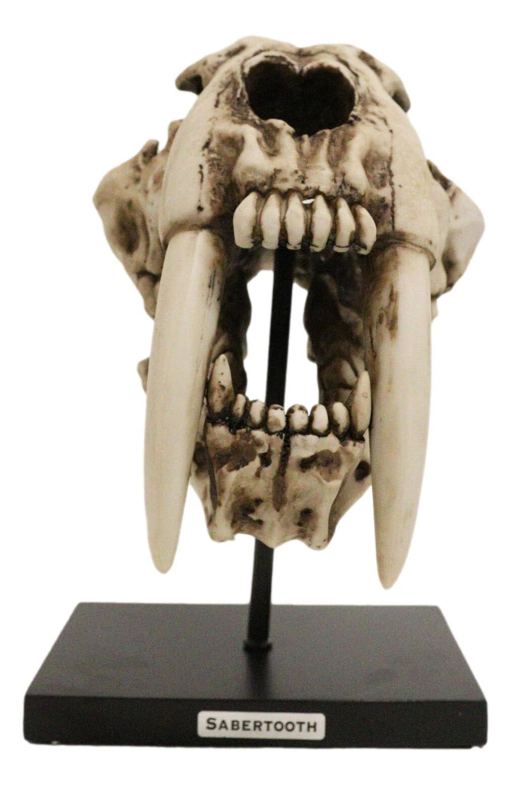 Sabertooth Tiger Cat Fossil Skull Skeleton Replica Statue With Museum Pole Mount-7