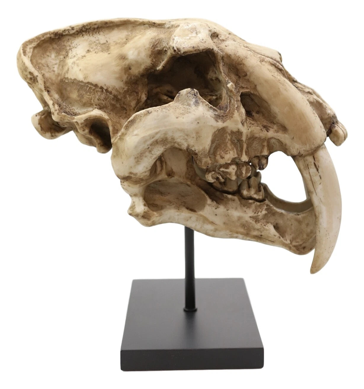 Sabertooth Tiger Cat Fossil Skull Skeleton Replica Statue With Museum Pole Mount-4