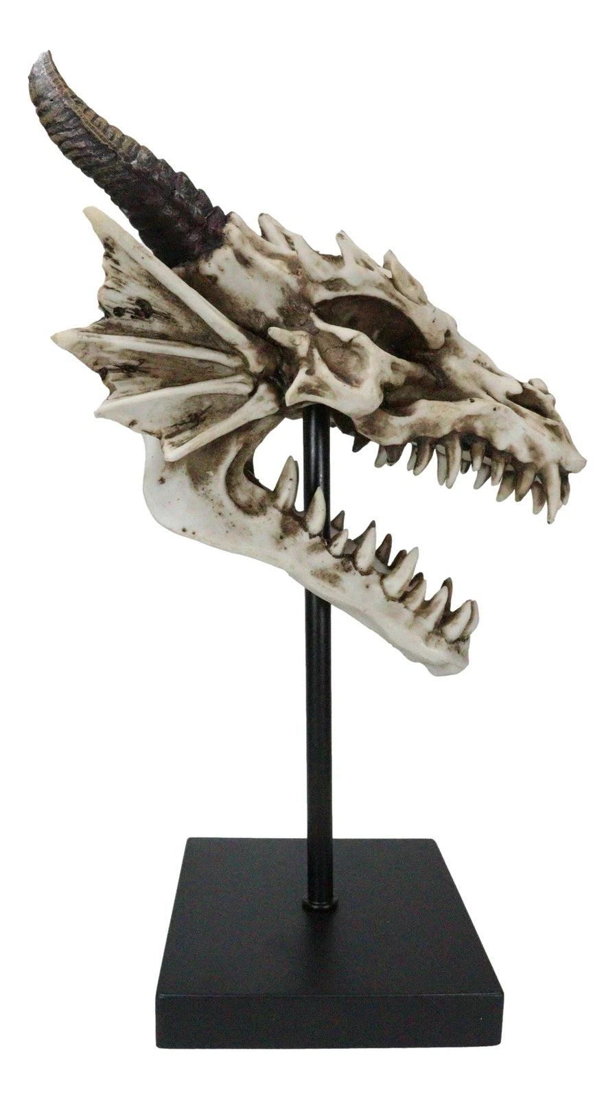 Figura de exhibición de cráneo de dragón de hueso de Terra feroz en soporte de museo, 30 cm-6