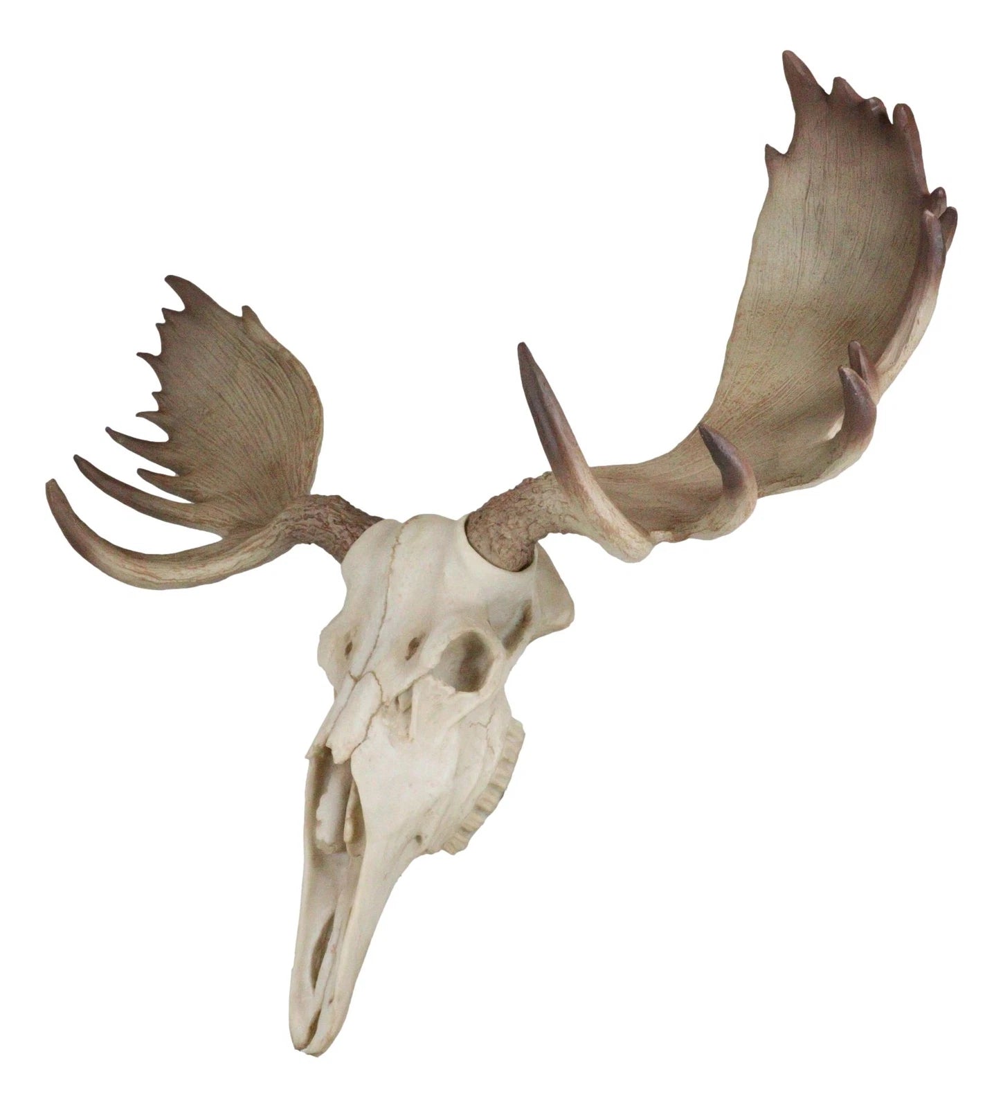 Czar North American Bull Moose Skull Wall Decor 22"Wide Wall Mount Plaque Art-8