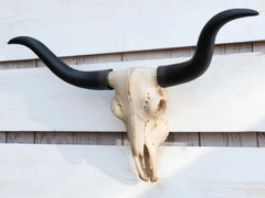 Texas Longhorn Steer Cattle Cow Skull Wall Hanging Plaque Figurine 21"L-9