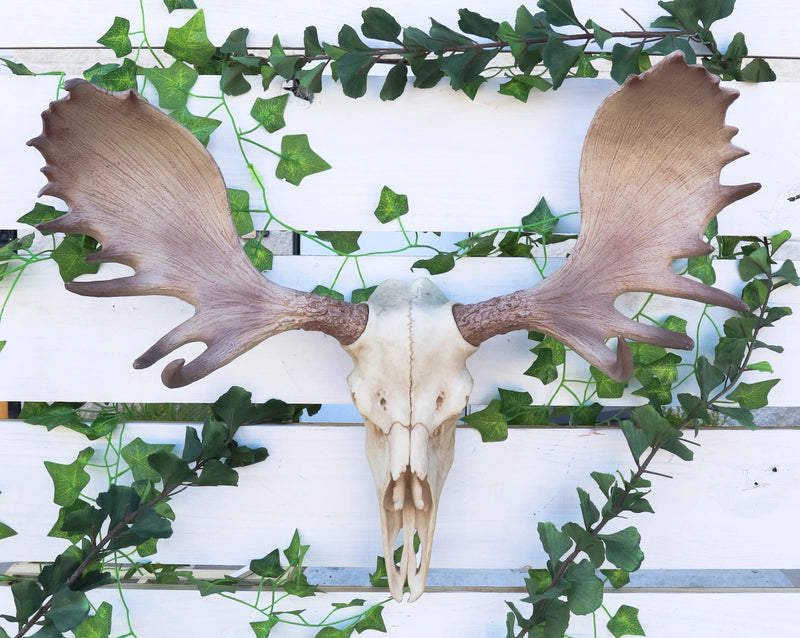Czar North American Bull Moose Skull Wall Decor 22"Wide Wall Mount Plaque Art-1