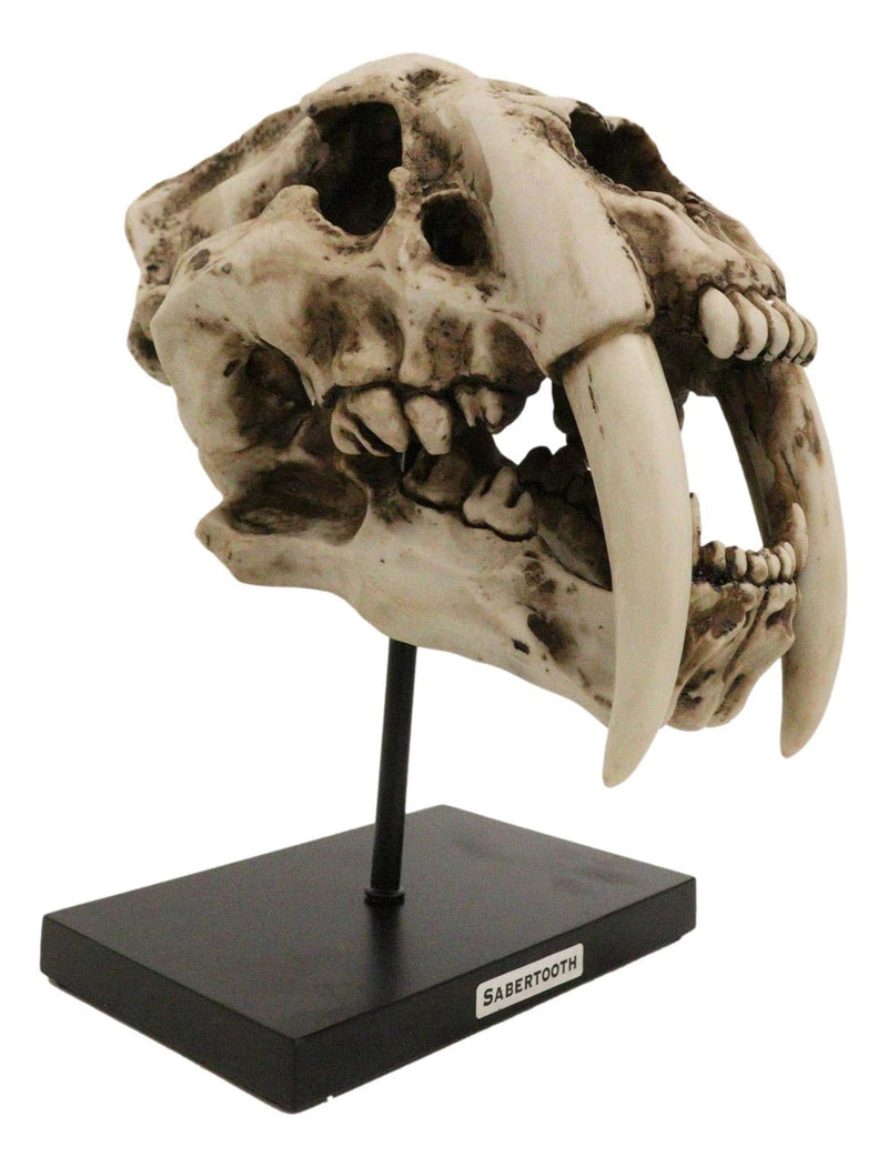 Sabertooth Tiger Cat Fossil Skull Skeleton Replica Statue With Museum Pole Mount-9