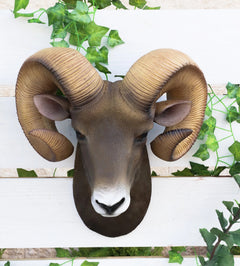 Rocky Mountains Bighorn Ram Trophy Taxidermy Wall Decor Sculpture Hanging Plaque-6